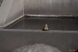 duck in drain off trade zone blvd
