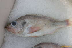 Redfish (Gullkarfi)