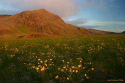 Sunset fields of buttercups