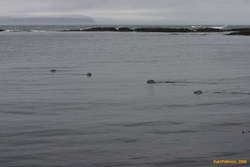 Seals watching us along the NW shore of Vatnsnes
