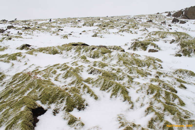 Frozen snowy moss on top
