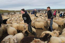 Sheep wrestling
