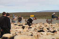 Bjöggi wrangling sheep

