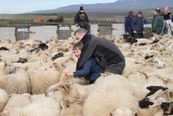Getting help riding a sheep
