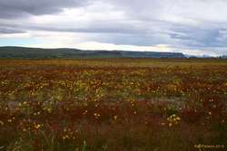 Flowers in a field near Kirkjubæjarklaustur