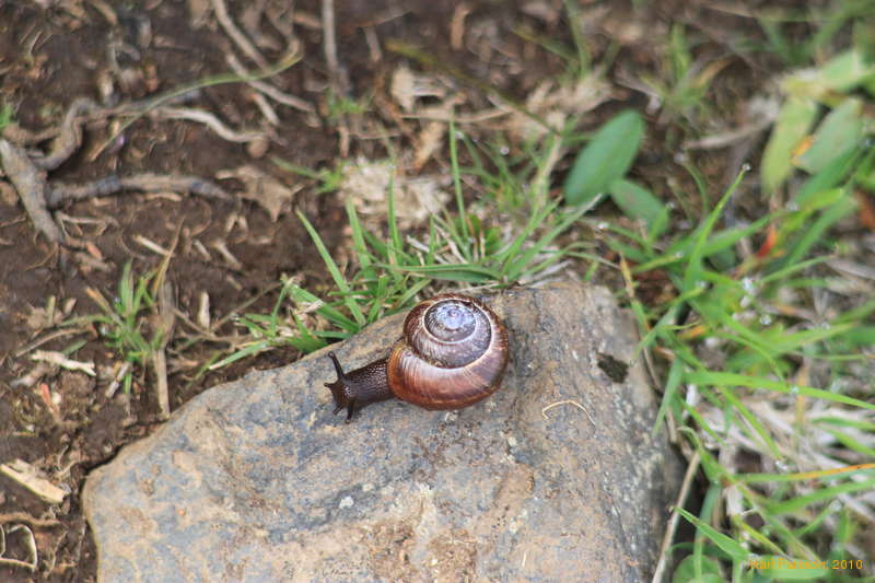 Lots of these snails on the path