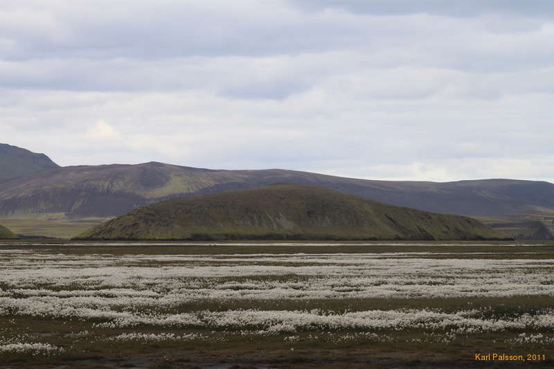 Seas of cotton grass along Fjallabaksleið