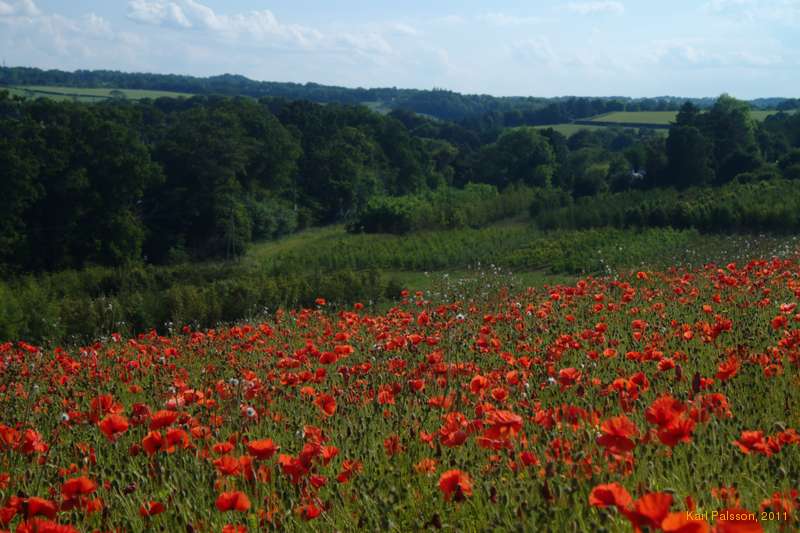Poppy fields near Roslin