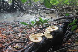 Fungi by the mangroves