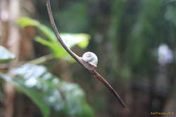Snail by the toilets at Cape Trib (Noctepuna cerea)