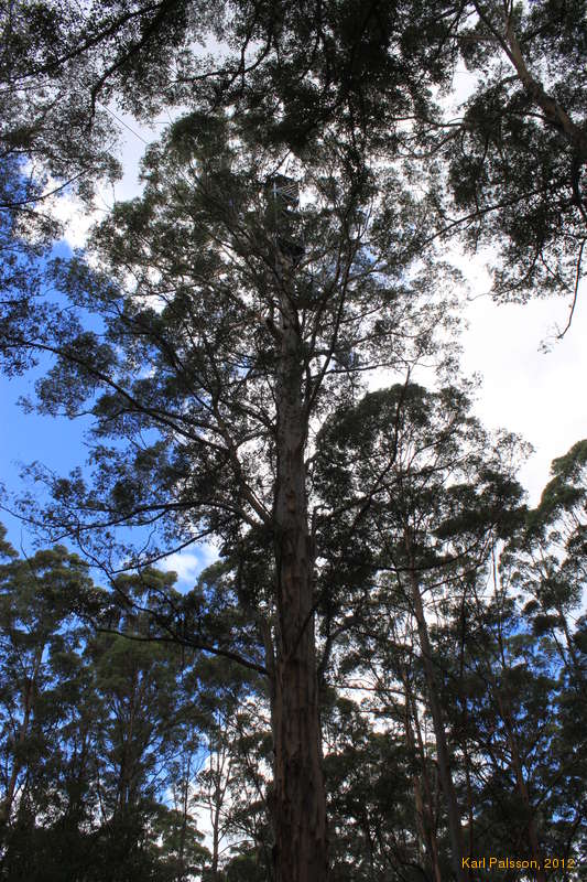The Gloucester Tree is a giant treehouse