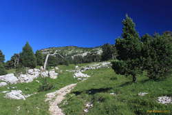 Alpine highland on the back slope of the Dent de Crolles