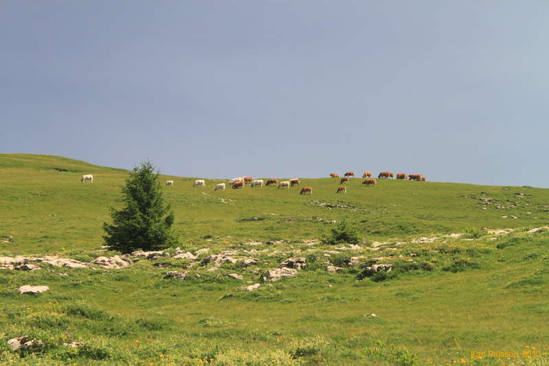 More alpine cows